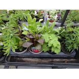 Tray of plants containing Gaillardia, Salvia, Lupins , etc