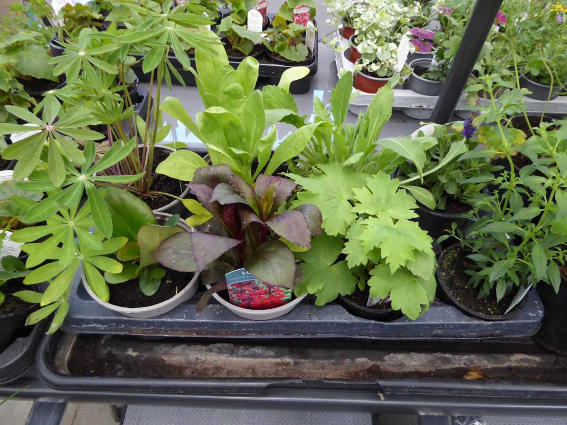 Tray of plants containing Gaillardia, Salvia, Lupins , etc