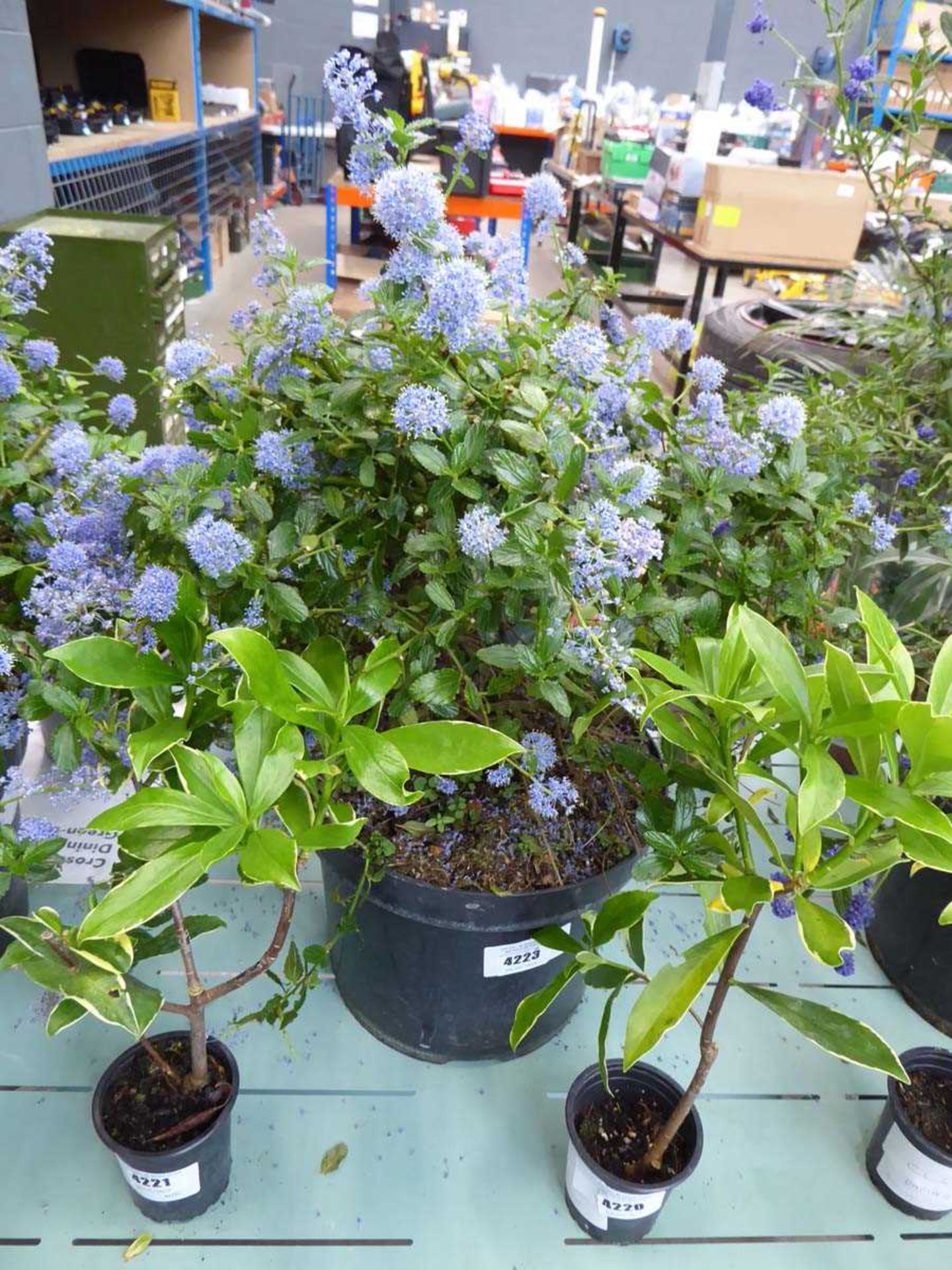 +VAT Potted Ceanothus