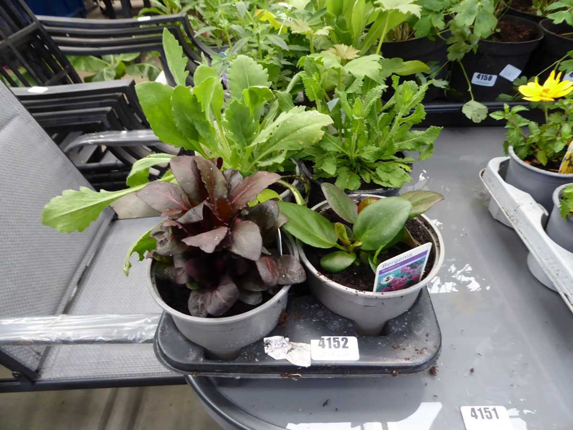 Tray of assorted plants including Delphinium, Lupins, Bergenia and others