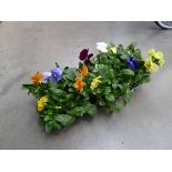 2 small trays of Pansies