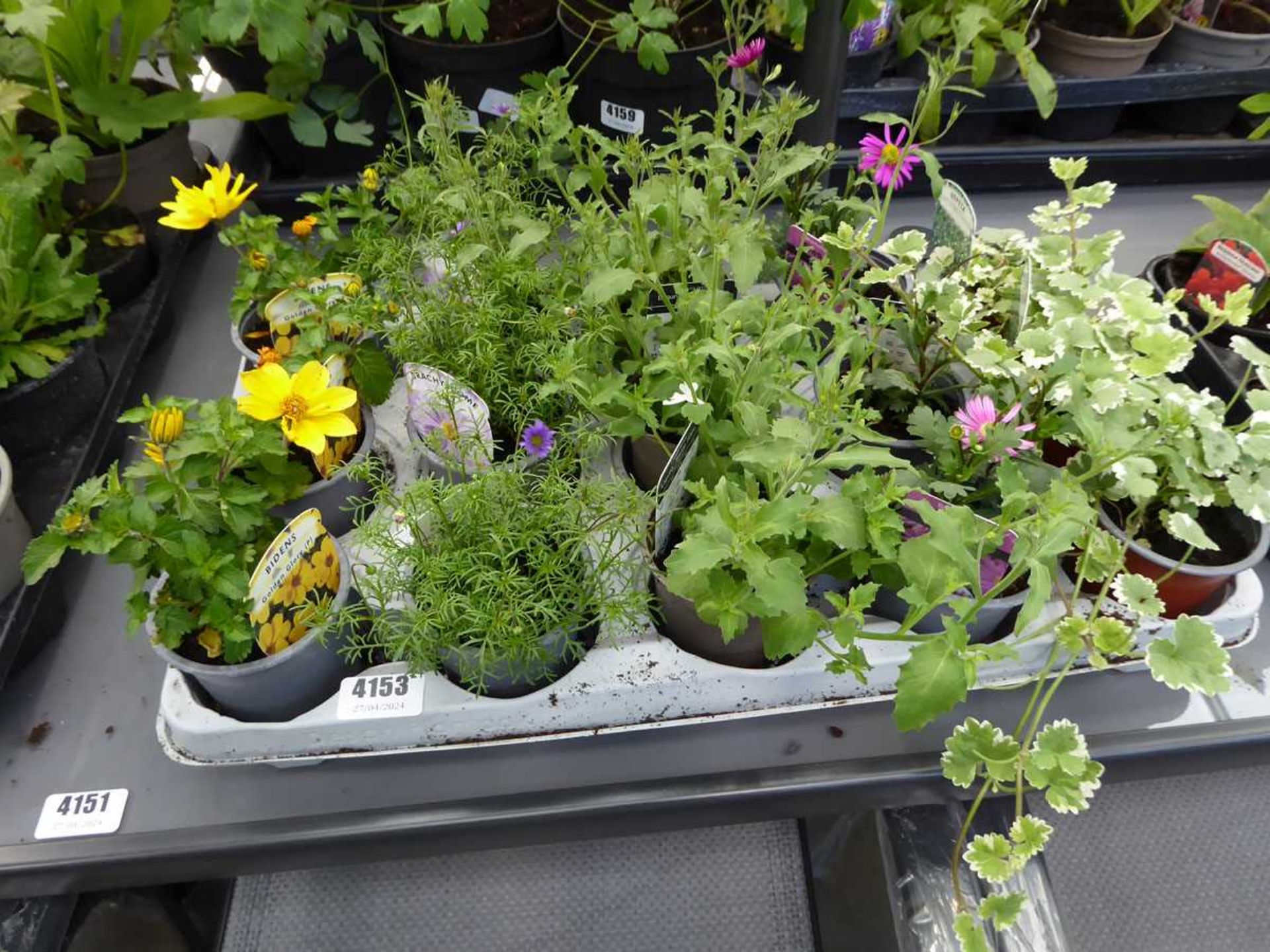 Tray of various plants including Nepeta, Fresco, Bidens and others
