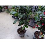 +VAT Abutilon plant