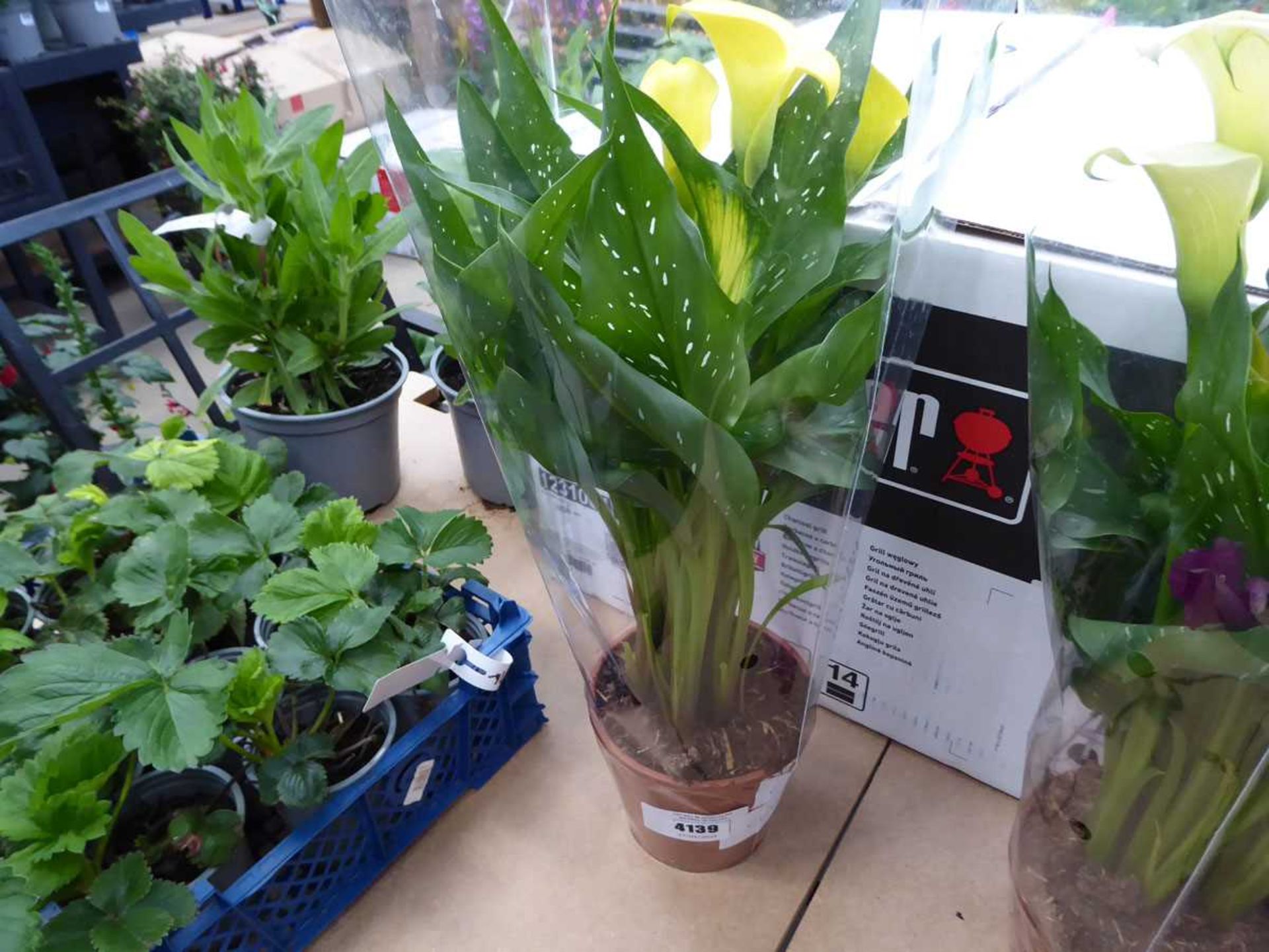 +VAT Potted Zantedeschia - yellow Calla Lily