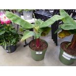 +VAT Banana plant