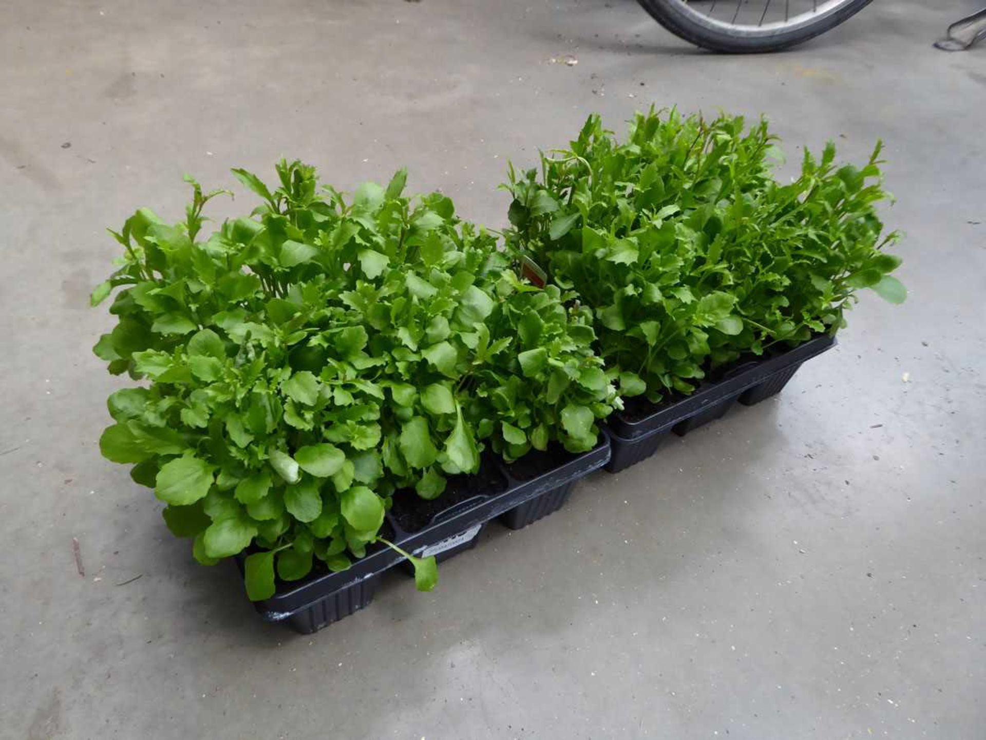 2 small trays of Lobelia