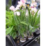 +VAT Potted Freesia