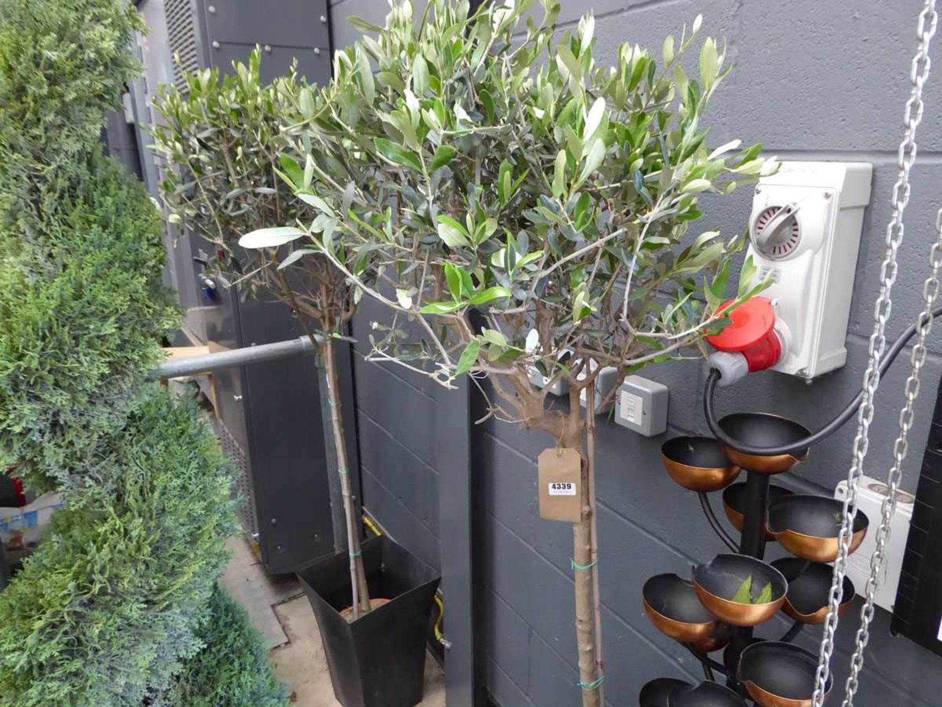 2 potted olive trees