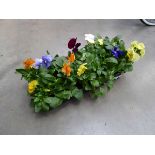 2 small trays of Pansies