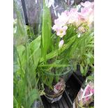 +VAT Potted Freesia