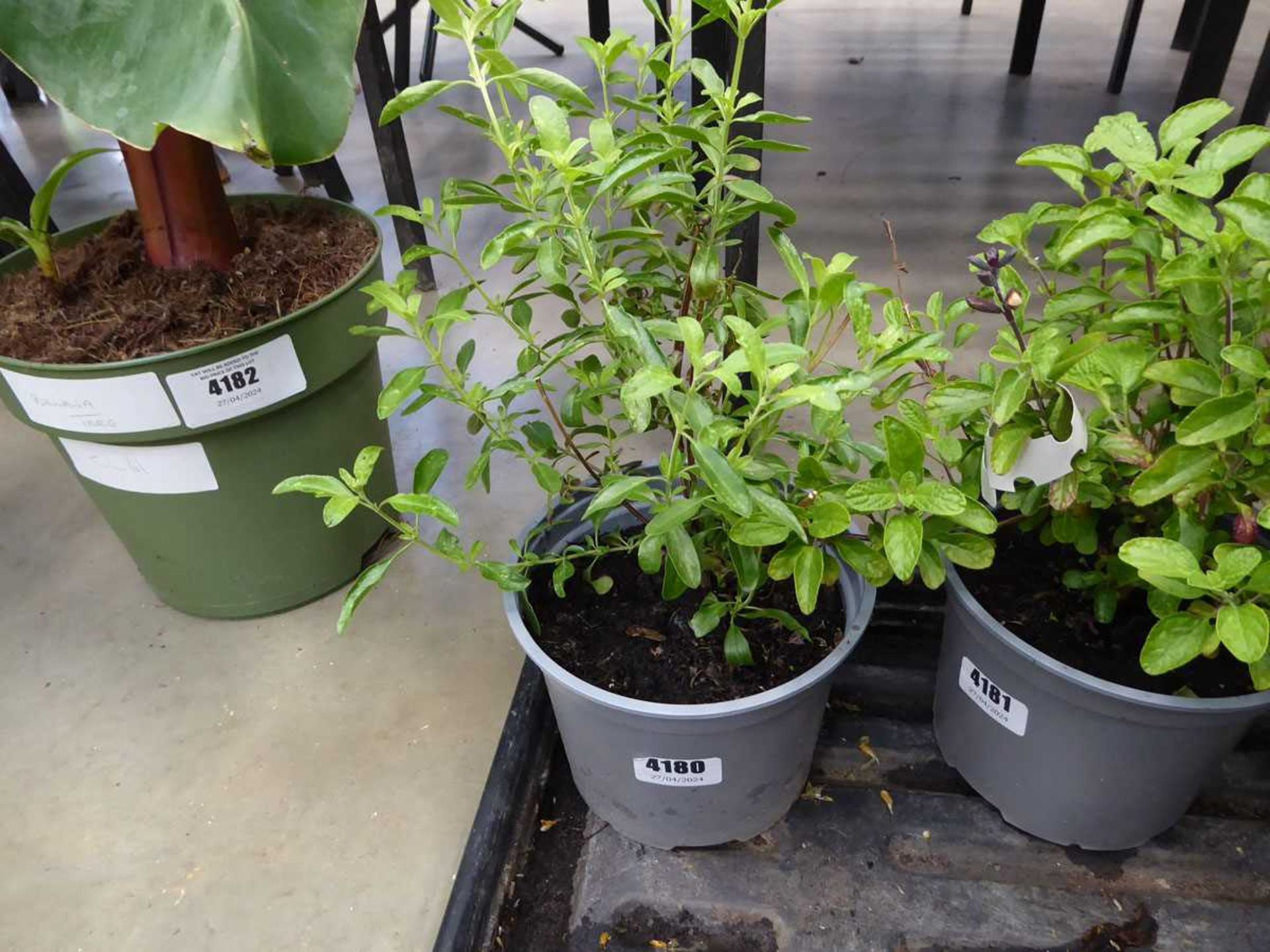 Potted Salvia plant