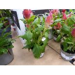 +VAT Potted Celosia