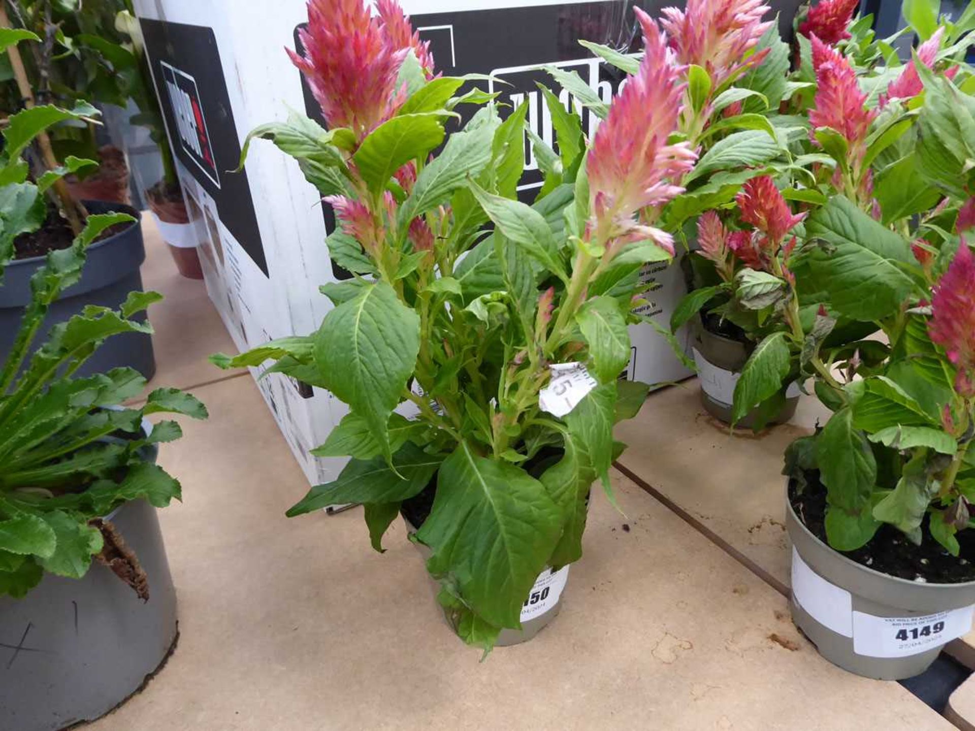 +VAT Potted Celosia