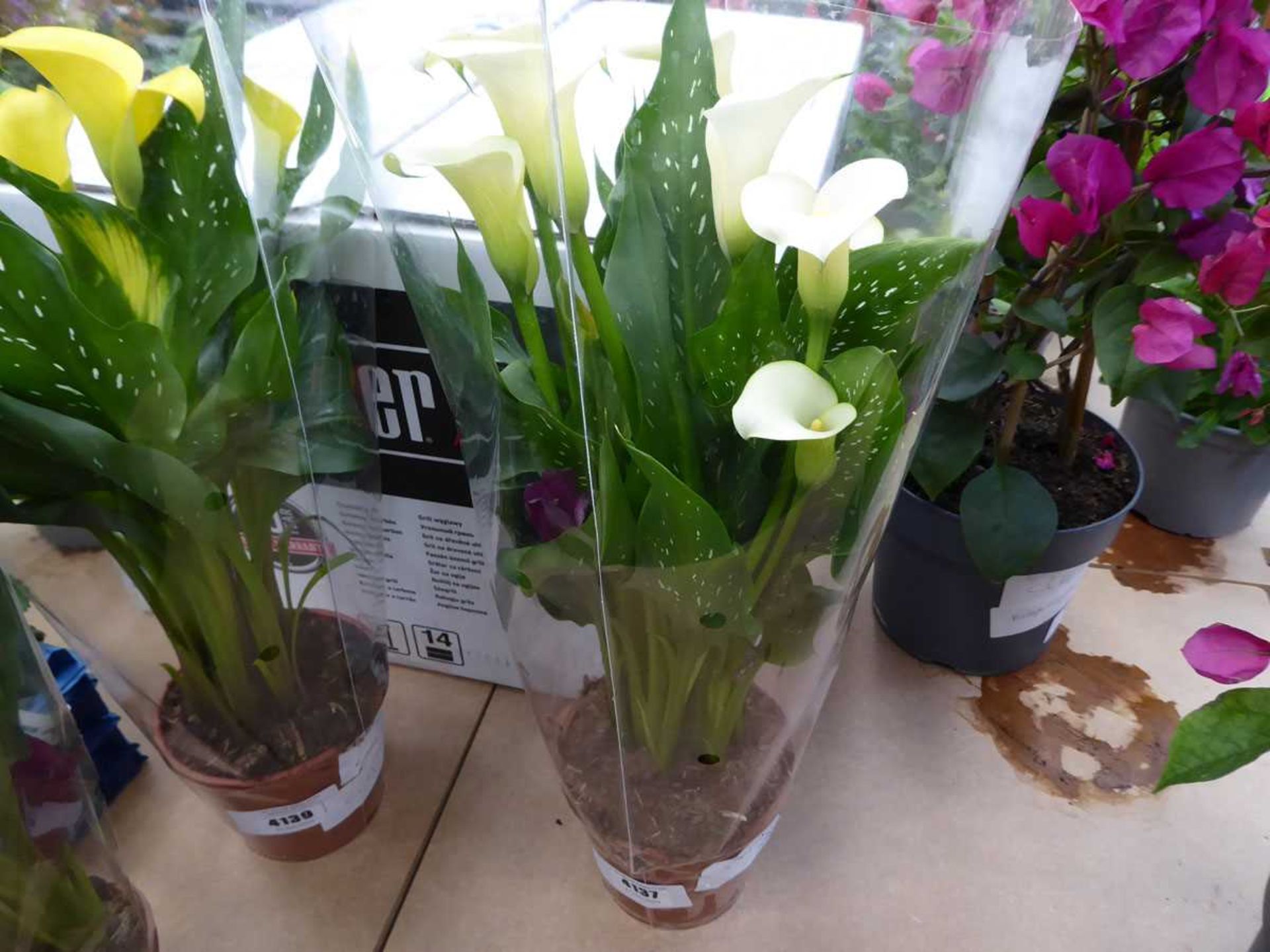 +VAT Potted Zantedeschia - cream Calla Lily