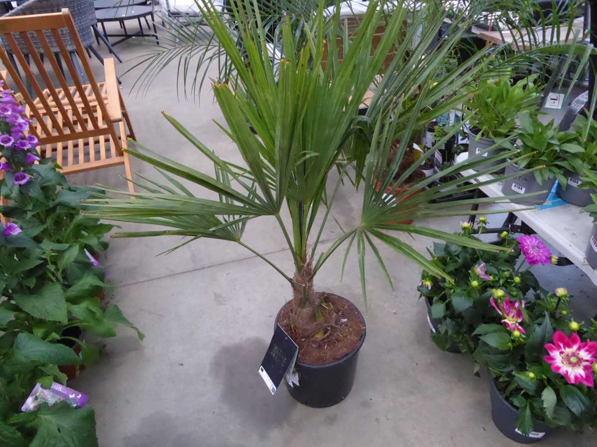 +VAT Trachycarpus palm