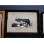 Print of an Indian rhinoceros