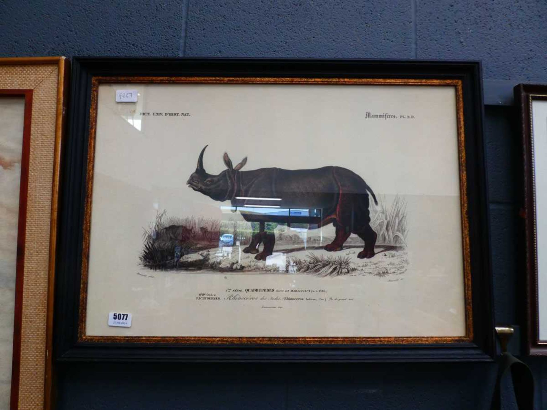 Print of an Indian rhinoceros