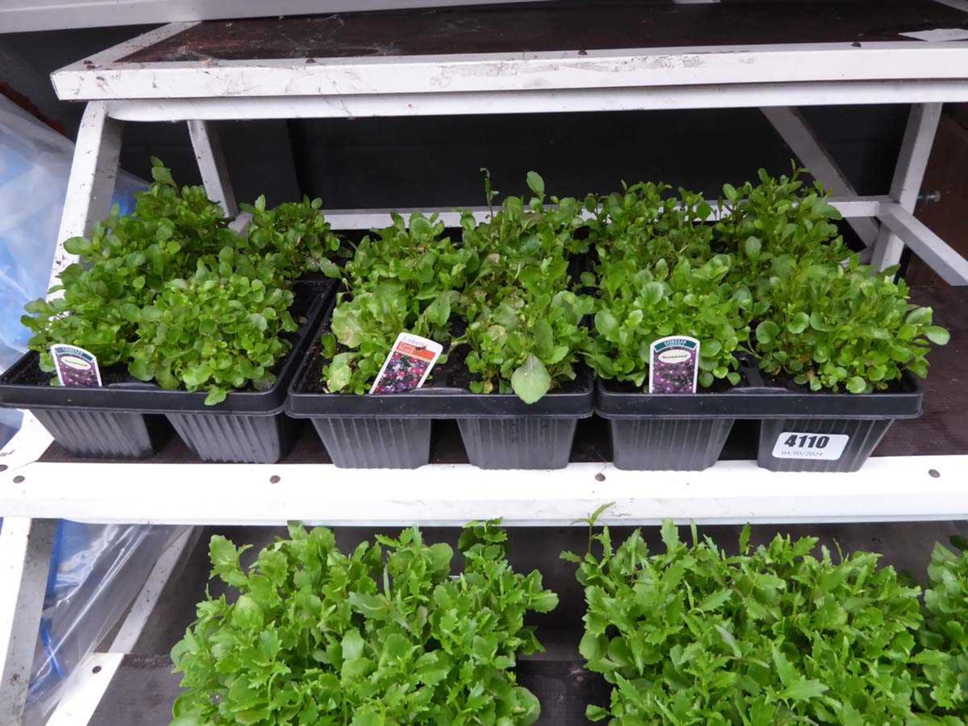 3 small trays of Lobelia