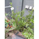 +VAT Potted Ceanothus