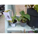 +VAT 2 x very small banana plants
