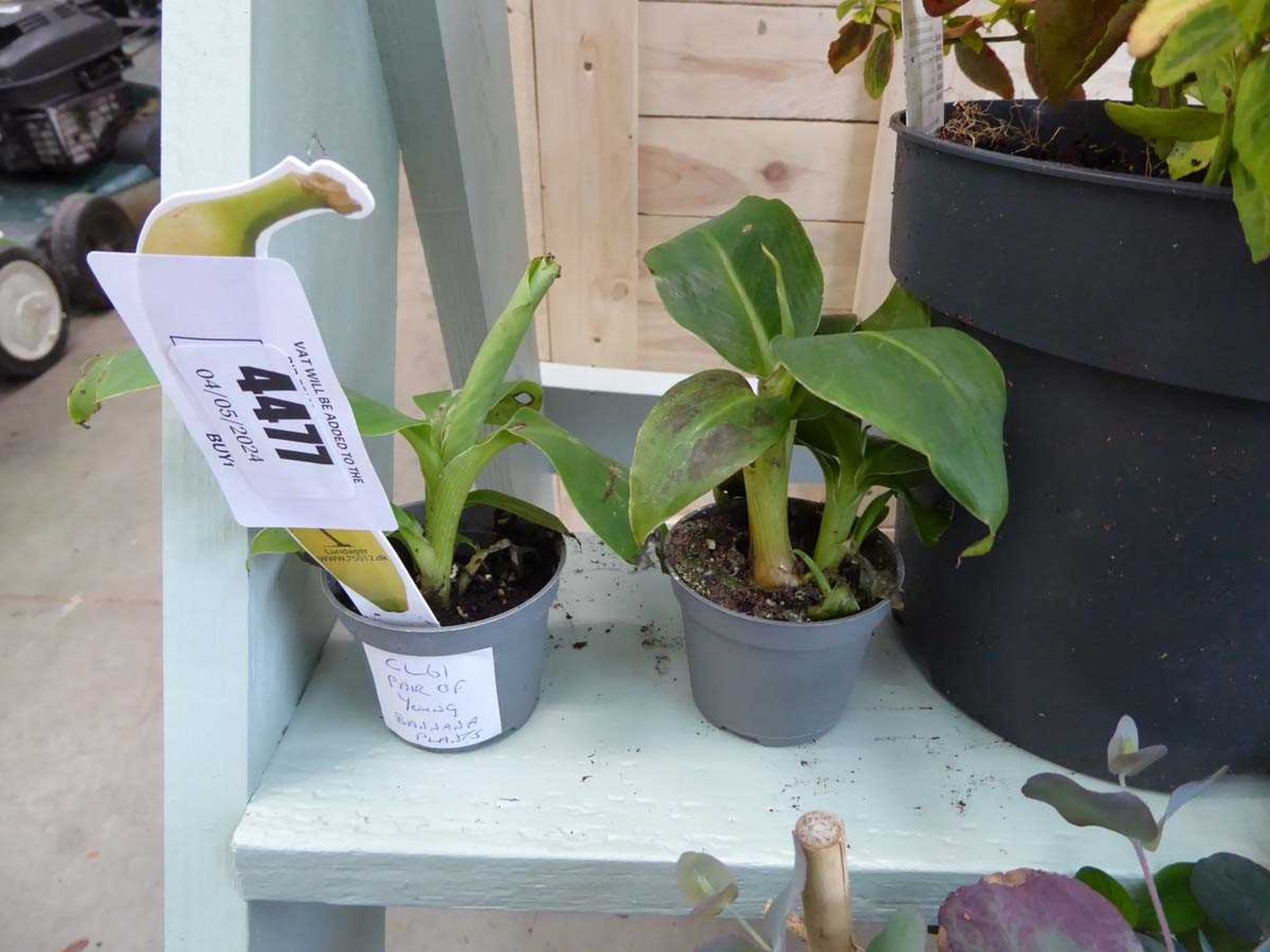 +VAT 2 x very small banana plants