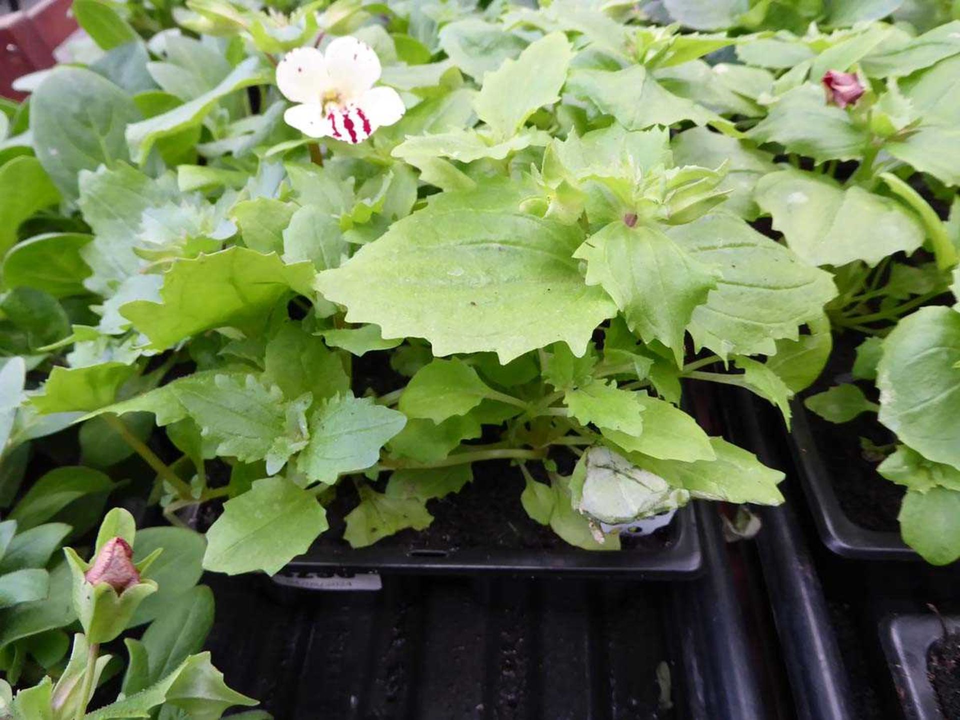 Tray of Mimulus plants