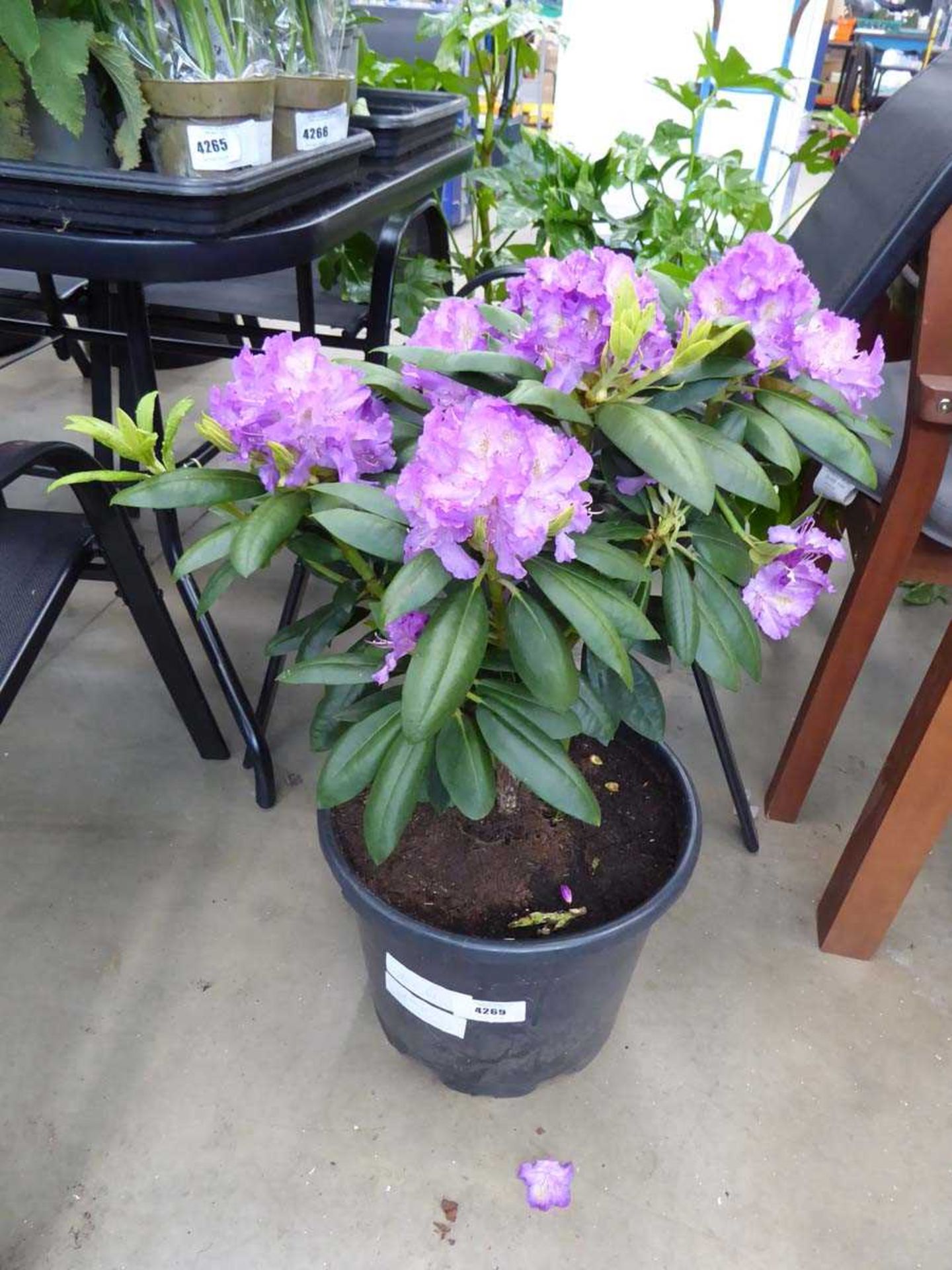 +VAT Large Rhododendron