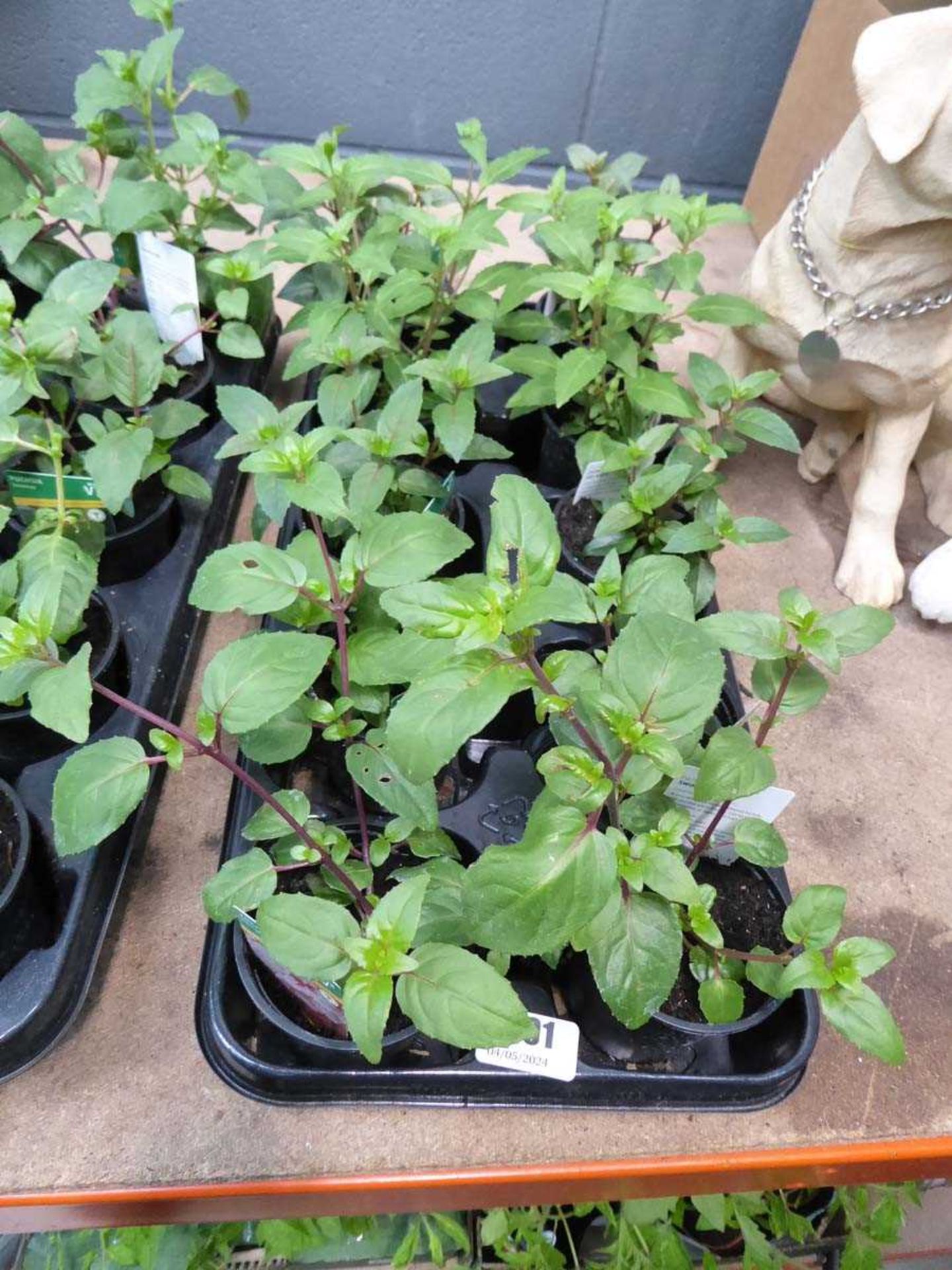 2 trays of Fuchsias