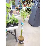 +VAT Small standard Salix plant