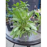 Potted Gaillardia plant