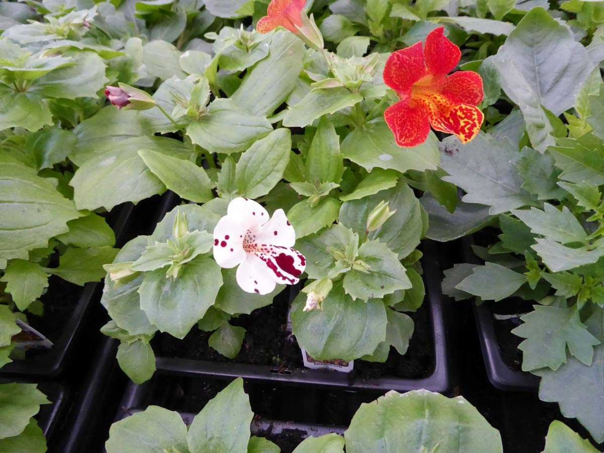 Tray of Mimulus plants