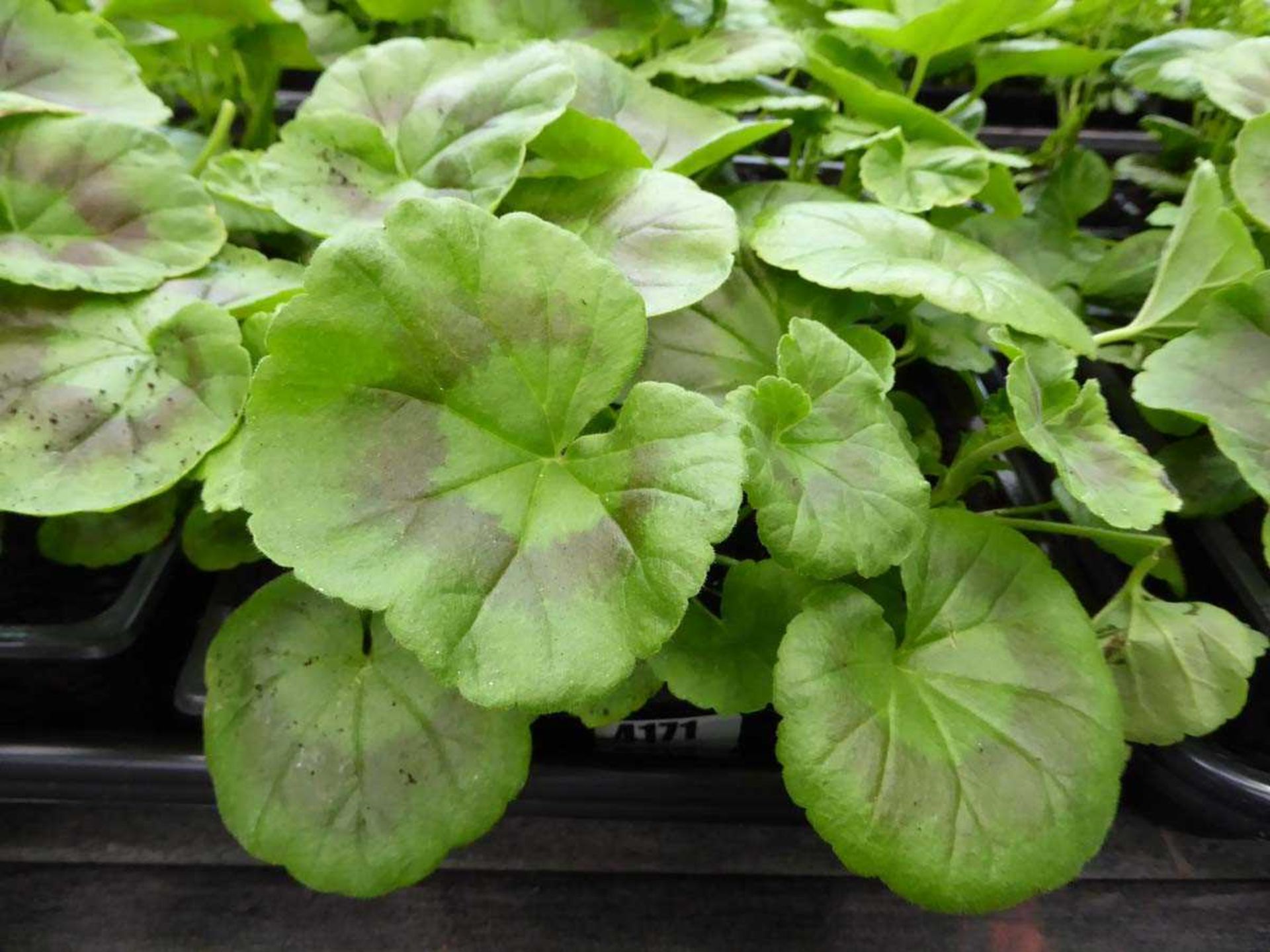 Tray of Geraniums