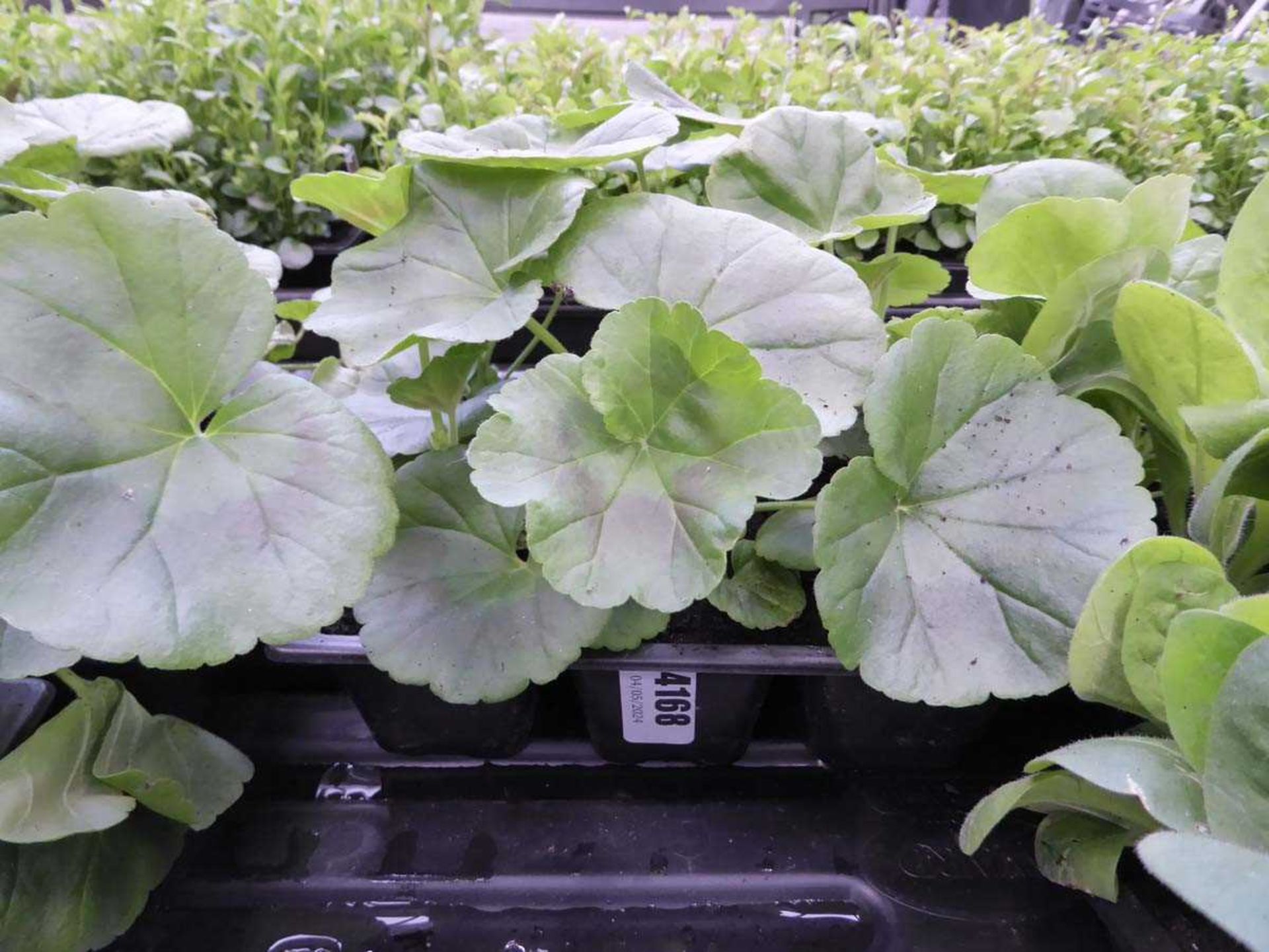 Tray of Geraniums