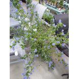 +VAT Large potted Ceanothus