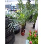 +VAT Potted large Phoenix palm