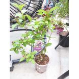 +VAT Potted Weigela