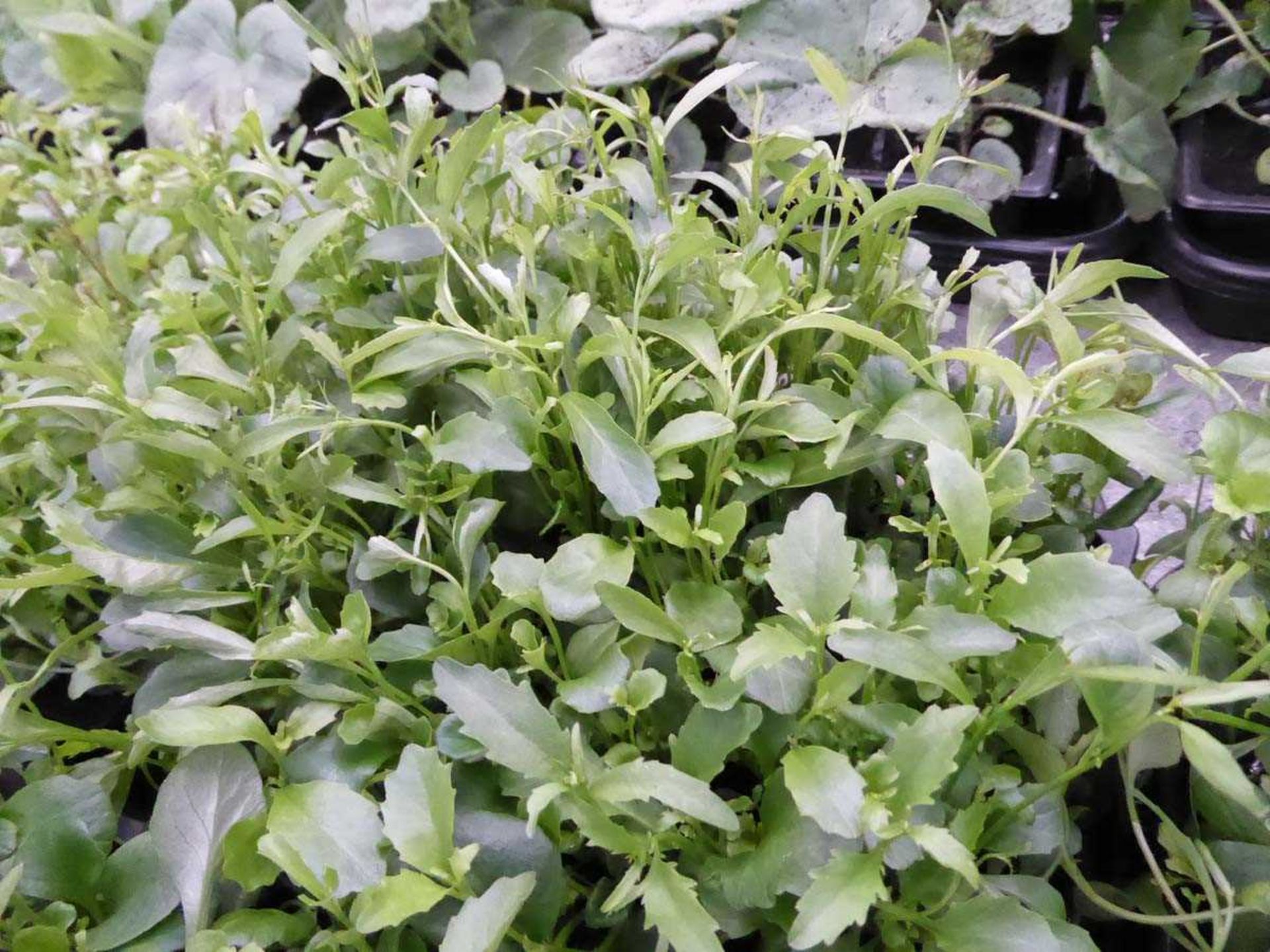 Tray of Lobelia