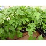 Potted Geranium