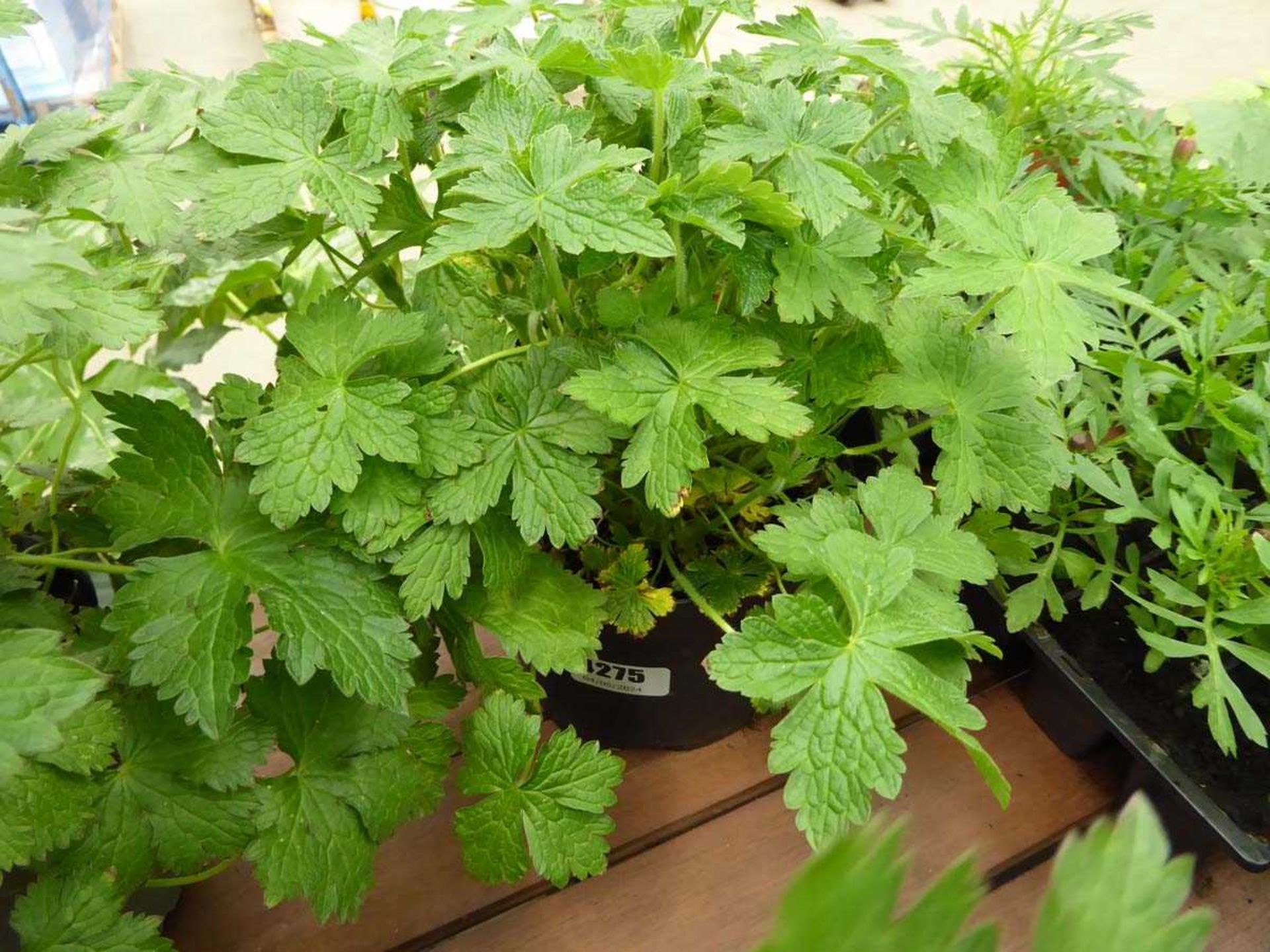 Potted Geranium