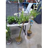 +VAT Small standard Salix plant