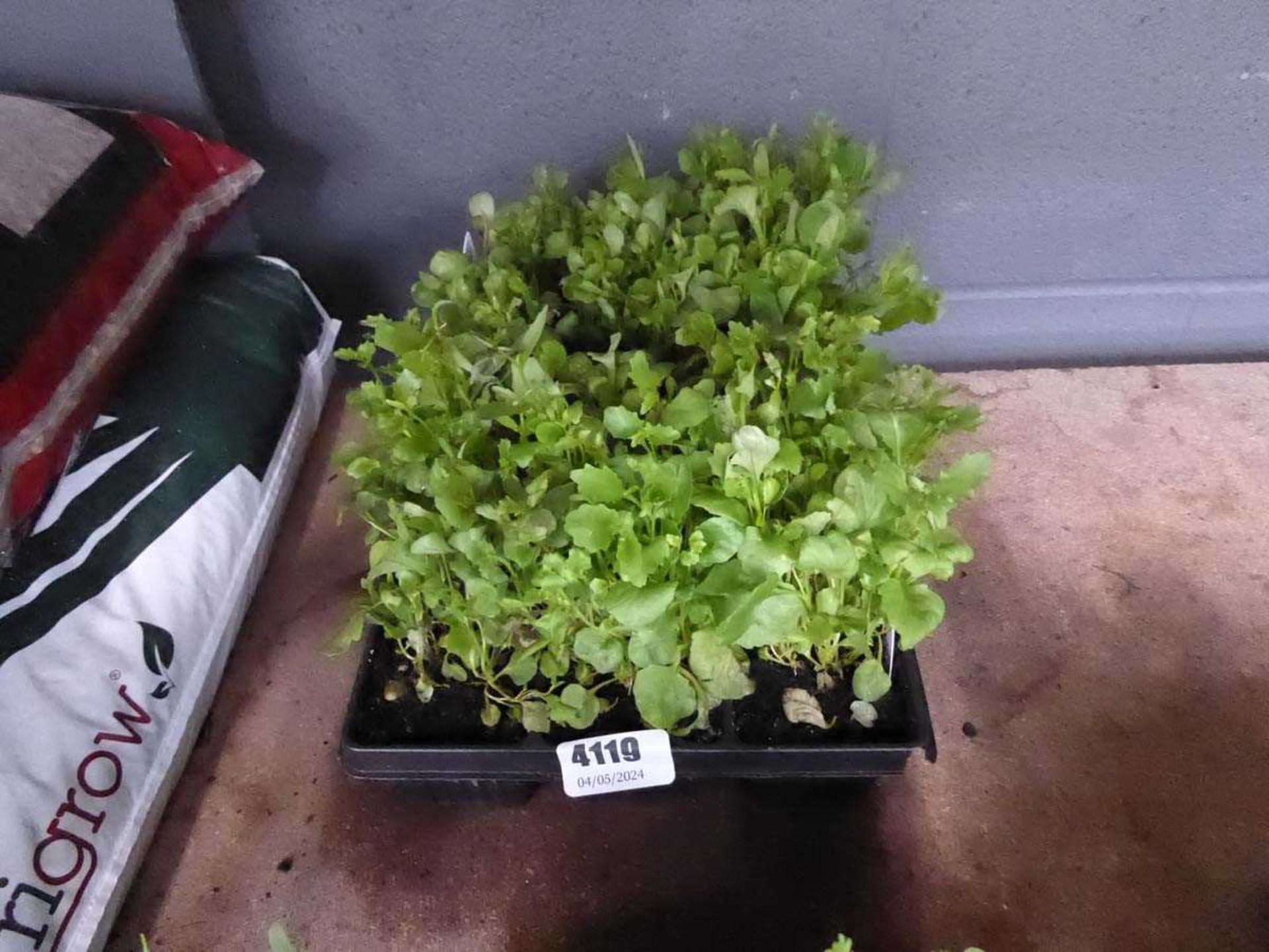 2 trays of Lobelia