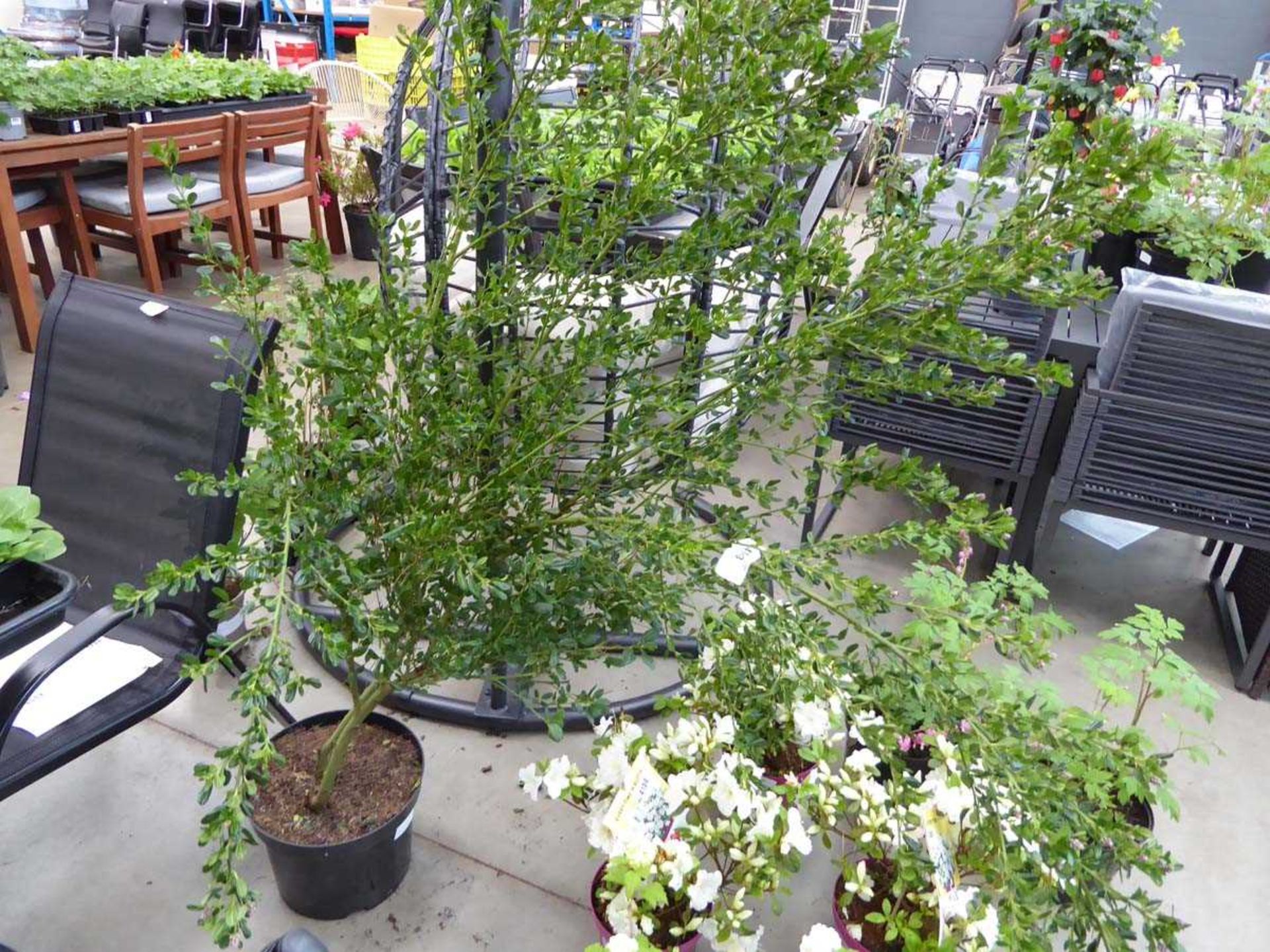 +VAT Very large potted Ceanothus