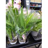 +VAT Potted Freesia