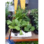 Tray of assorted plants including Calendula, Lupins, Delphinia, etc