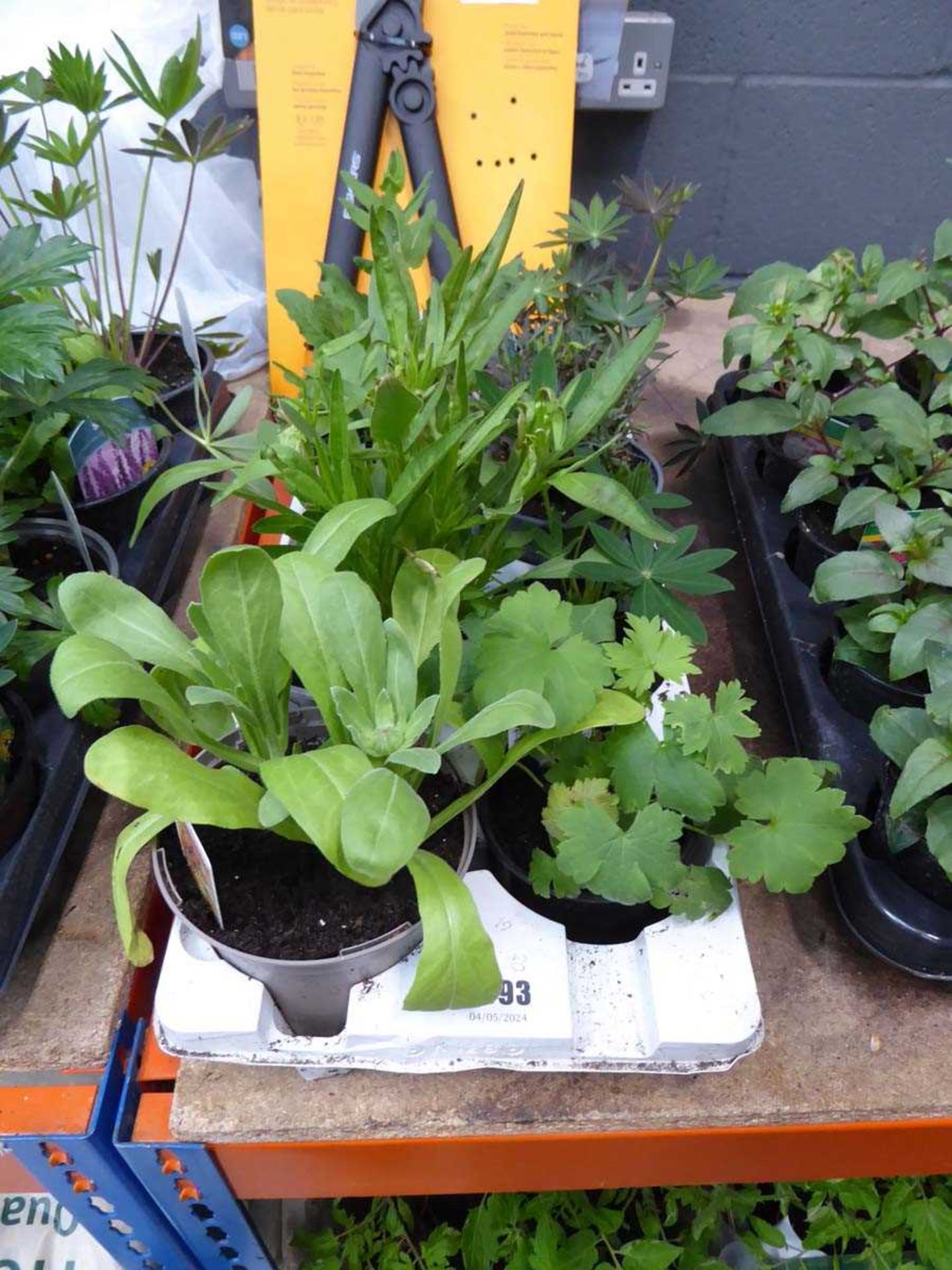 Tray of assorted plants including Calendula, Lupins, Delphinia, etc