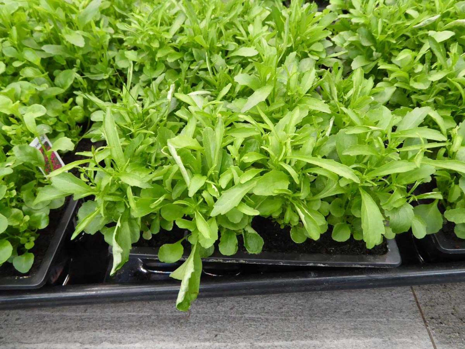 Tray of Lobelia