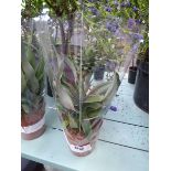 +VAT Potted pineapple plant