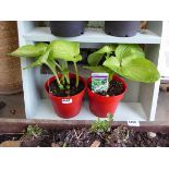 2 x potted Hosta