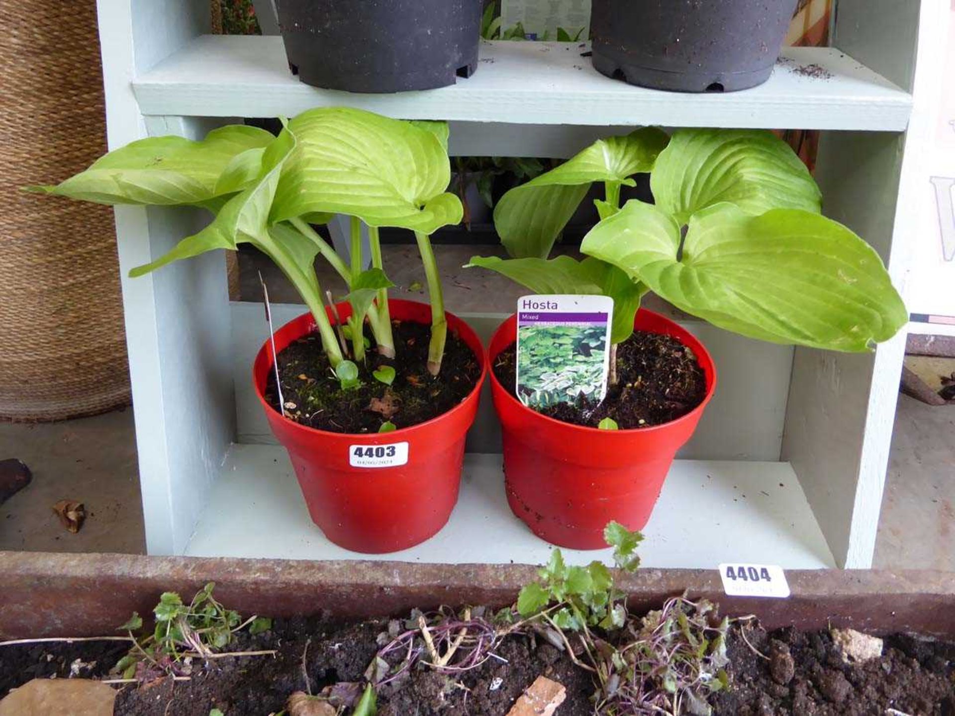 2 x potted Hosta