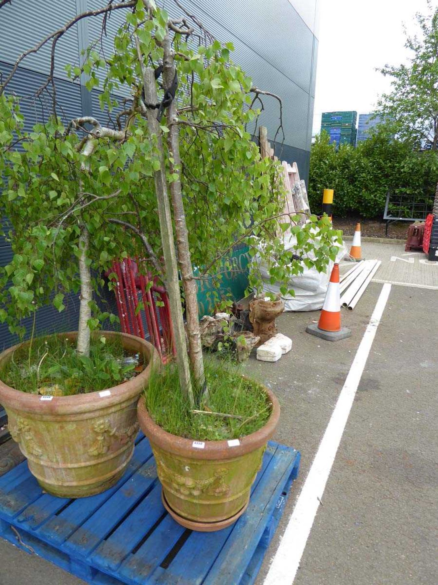 Large potted silver birch